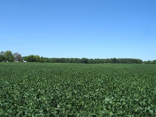 Property photo 3 - 78+/- Acres Offered in 2 Tracts - Real Estate Auction